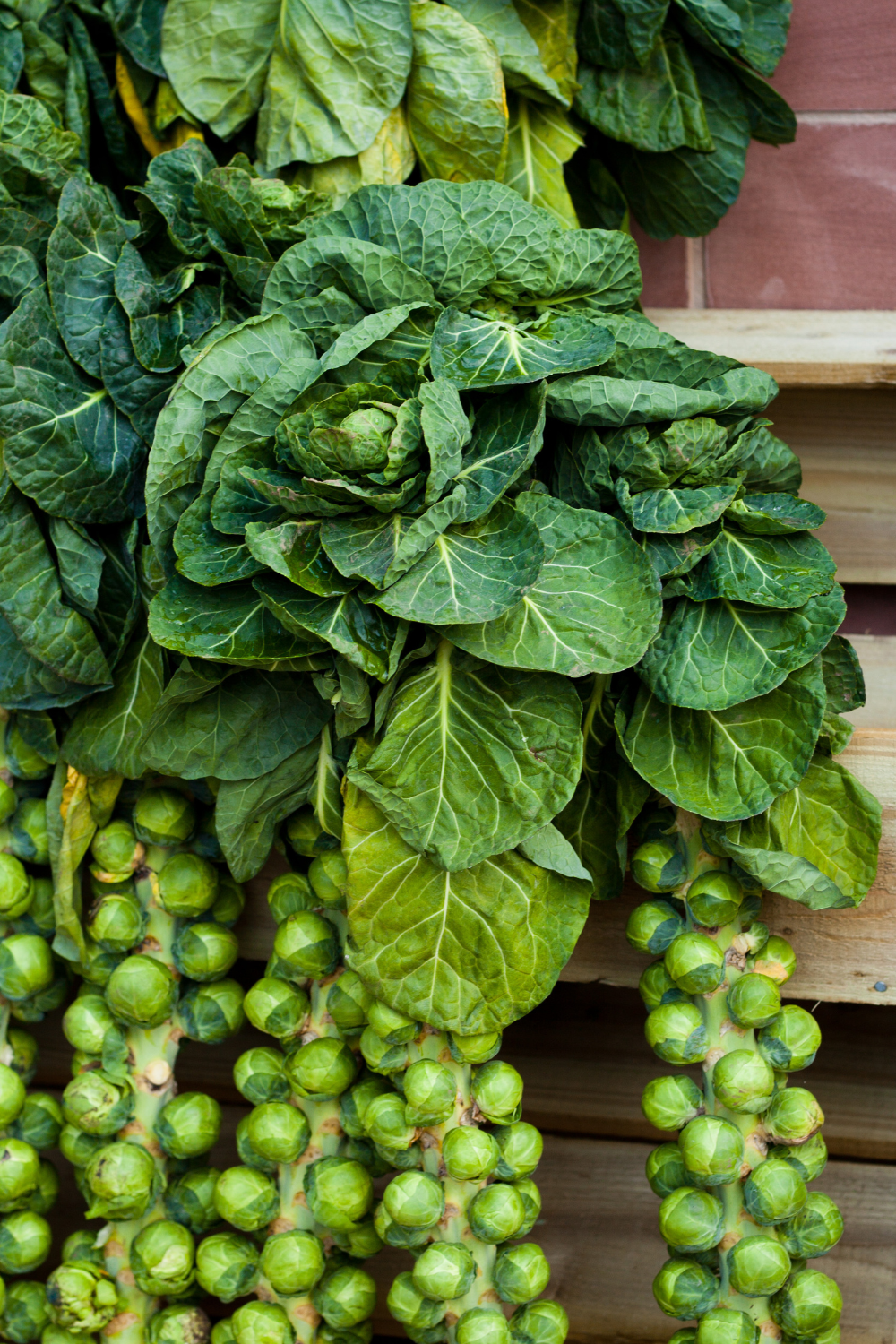 Best-Brussel-Sprouts-Recipe